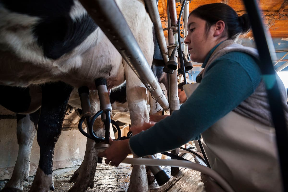 Tambo en la localidad de Esperanza, Santa Fé. Un matrimonio y su hija, entre otros empleados, corren riesgo de quedar sin empleo si no mejora pronto la situacion de las empresas lacteas. 15-06-15
Foto: Marcelo Manera