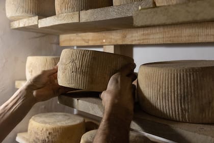 Tambo Mamaicunas hace cuatro variedades de queso semi duro de autor llamados Rinconada, Cordillerano, Cumbre y Gaucha.
