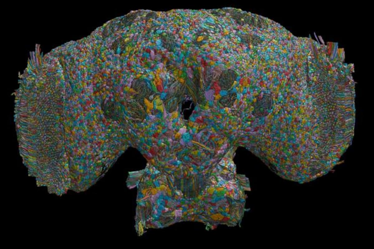 Tan bello como complejo: el cerebro de la mosca macho. ¿En qué se diferencia del de las hembras?