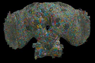 Cómo el cerebro de las moscas puede ofrecer pistas sobre el comportamiento de los seres humanos