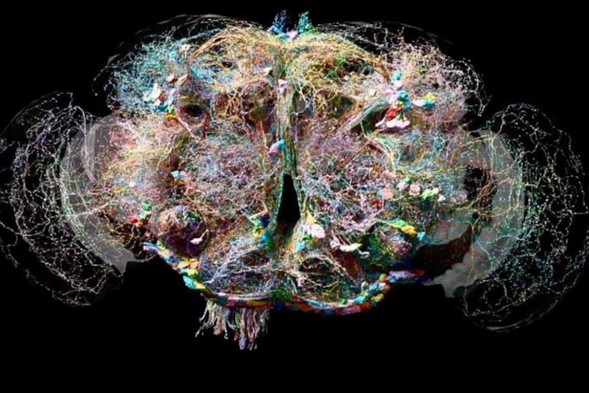 Tan bello como complejo: el cerebro de la mosca tiene más de 130.000 cables con 50 millones de intrincadas conexiones