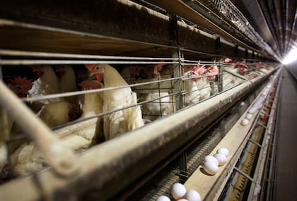Tan solo en los últimos 30 días, el virus de gripe aviar causó la muerte o sacrificio de más de 10.16 millones de aves en Estados Unidos, siendo California uno de los estados más afectados (AP Foto/Charlie Neibergall, Archivo)
