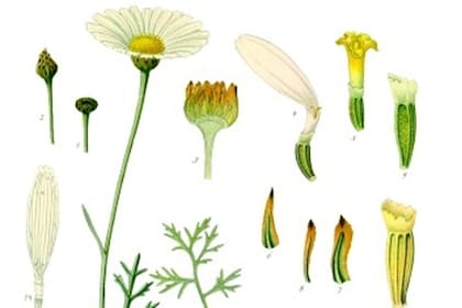 Tanacetum cinerariifolium o planta del piretro o la piretrina
