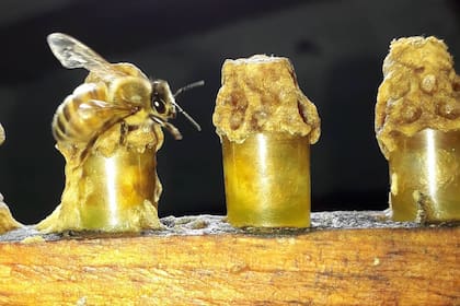 Tandil es uno de los territorios climatológicos más apropiados para la producción de las abejas