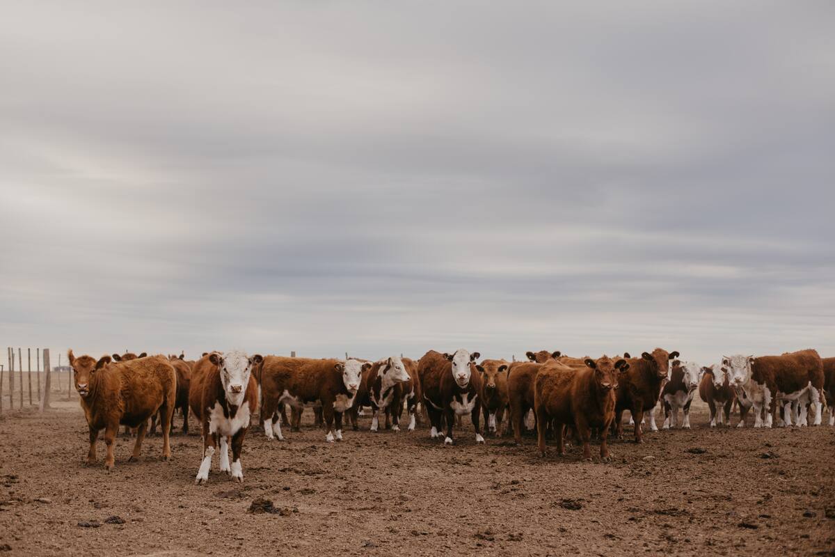 Tanto el cultivo del maíz como del sorgo aportan cantidad y calidad de alimento. Gza Advanta