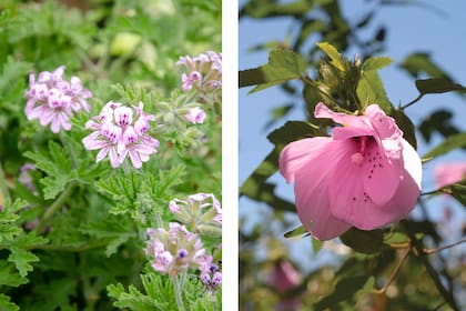 Tanto el geranio (Pelargonium graveolens, foto de la izquierda) como el hibisco (Hibiscus cisplatinus, foto de la derecha) son flores comestibles. Las flores de geranio tienen un sabor suave y a menudo se utilizan para decorar postres o ensaladas, mientras que las flores de hibisco son conocidas por su sabor ligeramente ácido y se utilizan comúnmente para hacer infusiones, agregar a ensaladas o incluso preparar jarabes.