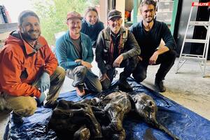 Tanto el gobierno de Yukón como paleontólogos, que por décadas han investigado los vestigios de la edad de hielo, examinarán los restos del mamut hallado para compartir la evidencia con la comunidad científica internacional