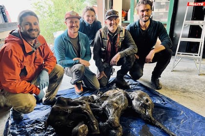 Tanto el gobierno de Yukón como paleontólogos, que por décadas han investigado los vestigios de la edad de hielo, examinarán los restos del mamut hallado para compartir la evidencia con la comunidad científica internacional