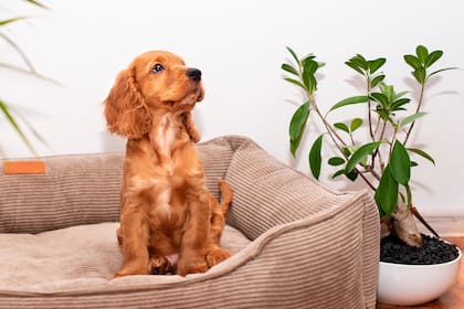 Tanto en el jardín, en el balcón como en el interior es clave tener plantas que sean pet friendly si hay mascotas en el hogar