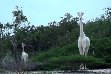 Tanto la jirafa madre como su cría fueron asesinadas cruelmente. Hoy sólo queda una de sus especie y es macho.