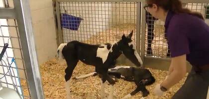 Tanto los gemelos potrillos como la madre se encuentran bajo cuidado de expertos en el Centro Médico Equino de Ocala
