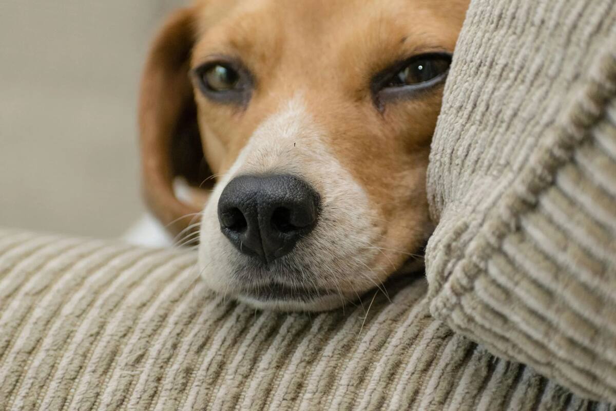 Tanto perros como gatos pueden tener emociones negativas si se los deja solos más de lo que es debido