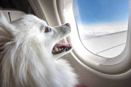 Tanto perros como gatos pueden viajar en aviones; en otras líneas aéreas también pueden abordar conejos (Foto Pexels)