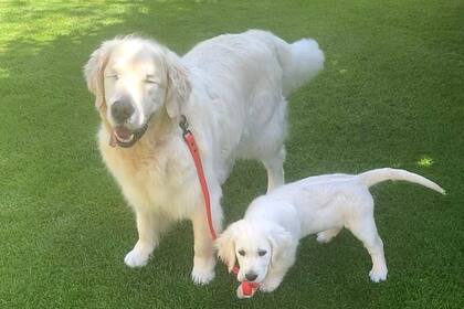 Tao es un Golden Retriever que perdió la visión a causa de glaucoma y ahora llegó a su vida Oko, el perrito de 16 semanas que su amigo y lazarillo