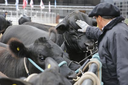 Tapa del suplemento . Exposicion Rural de Palermo