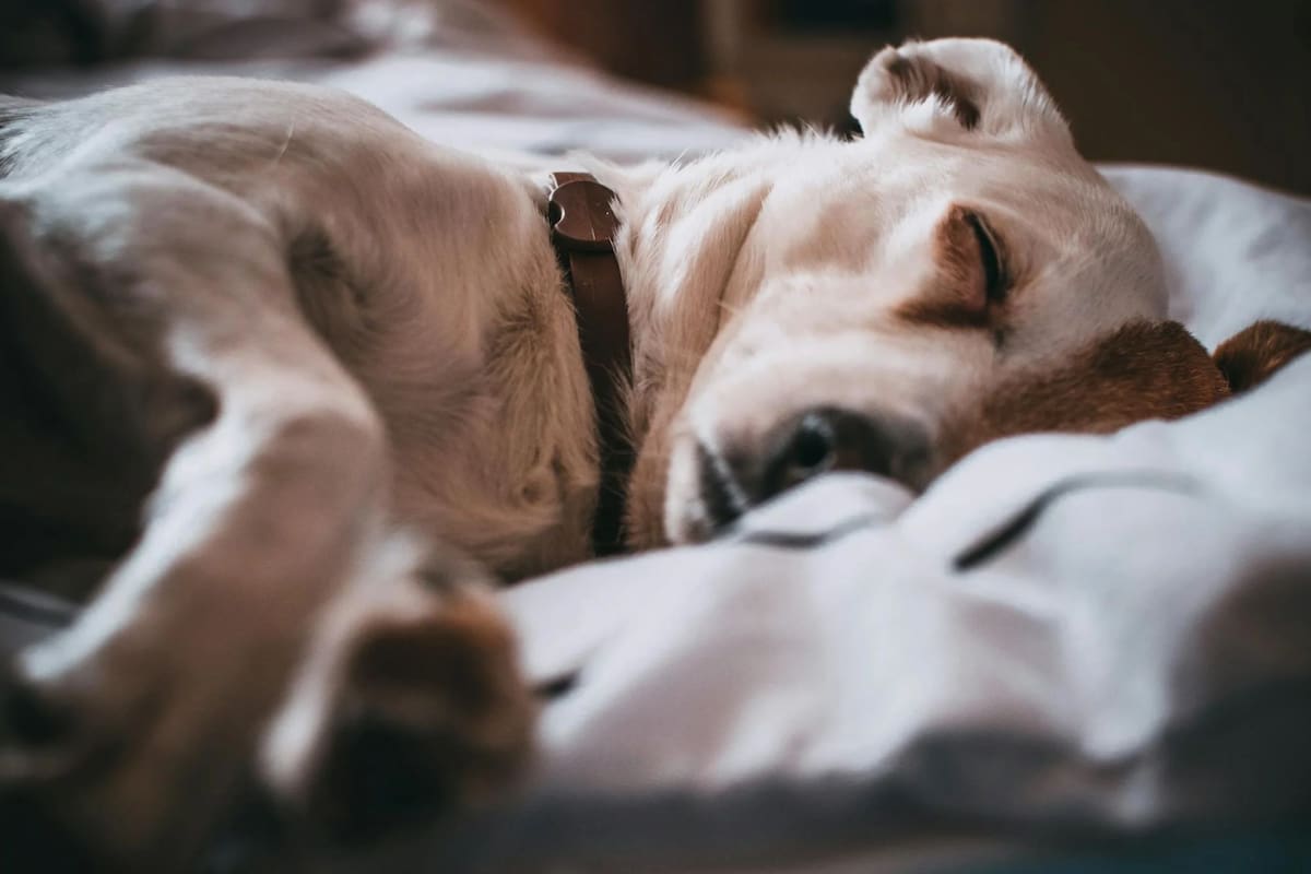Tapar a las mascotas para dormir tiene tanto ventajas como desventajas, dependiendo de cada animal