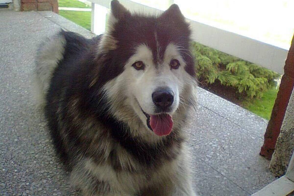 Tardó seis años en encontrar a su mascota