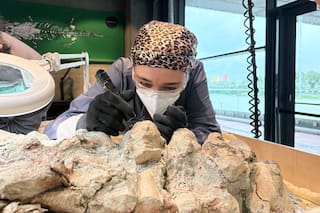 2000 voluntarios participan restaurando el esqueleto de un enorme anfibio prehistórico