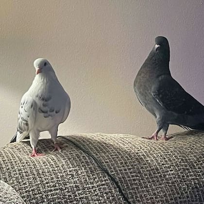 Taz y Rasta.