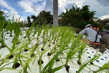 Techos ecológicos, la solución para calentar o enfriar el tejado de la casa y reducir los costos de electricidad