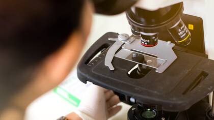 Técnico en bioterio, de qué trabaja y dónde se estudia