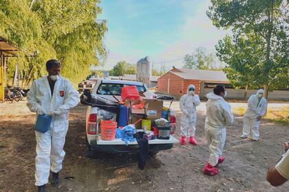 Técnicos del Senasa hicieron un operativo de "vaciamiento" en el establecimiento avícola de Mainqué, Río Negro. Ahora se repetirá en Senillosa, Neuquén