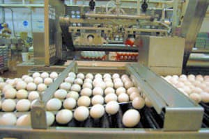 Una empresa coloca miles de huevos en el mundo tras una importante alianza