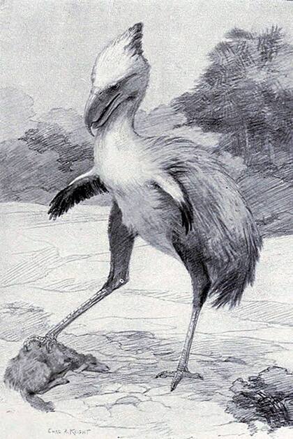 Temible Phorusrhacos longissimus (1887), depredador patagónico "terrorista" prehistórico descripto por Ameghino