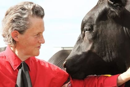 Temple Grandin es étologa y una de las máximas expertas en bienestar animal de criaderos
