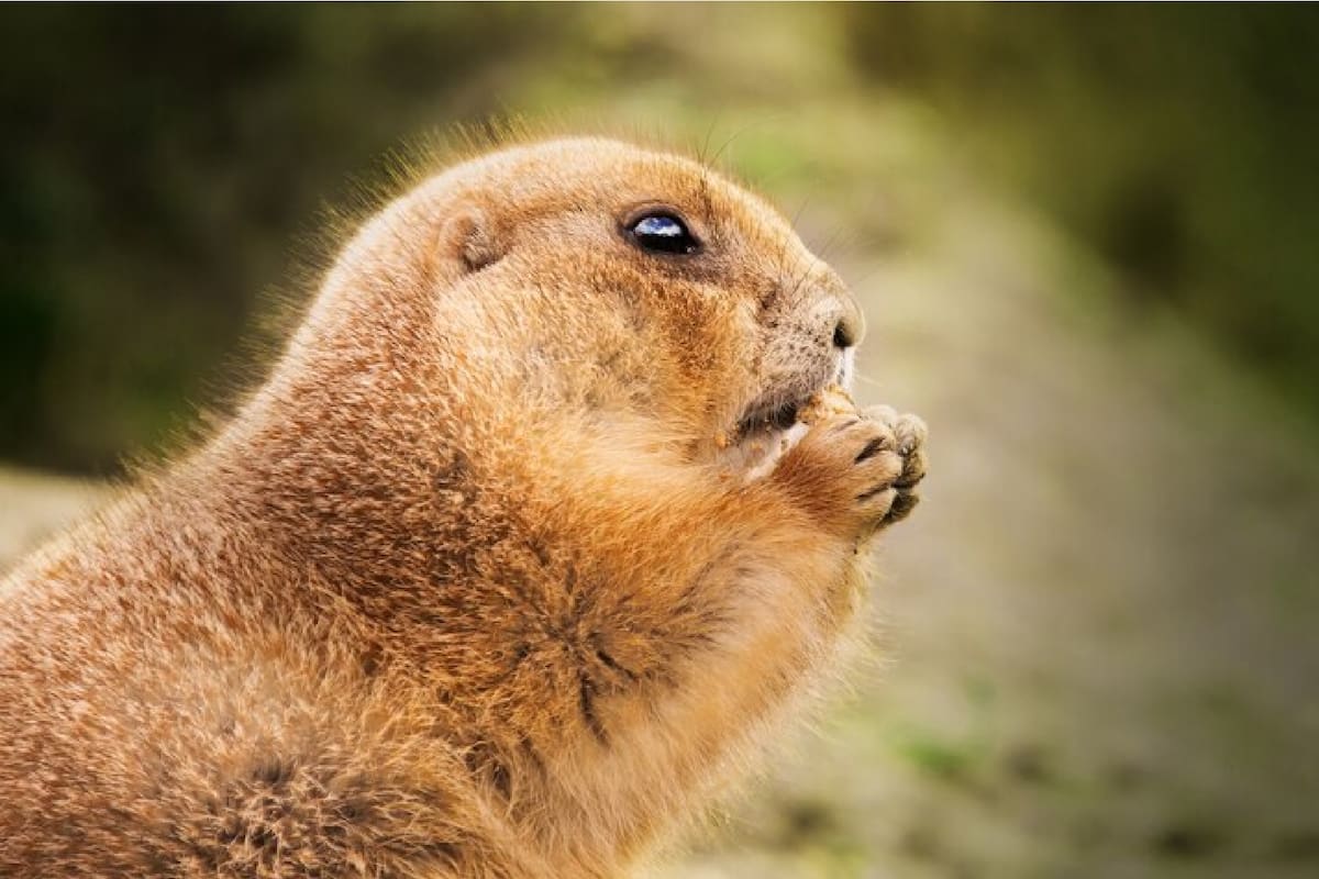 Temporada de marmotas en Estados Unidos: cómo prevenir las roturas en los autos