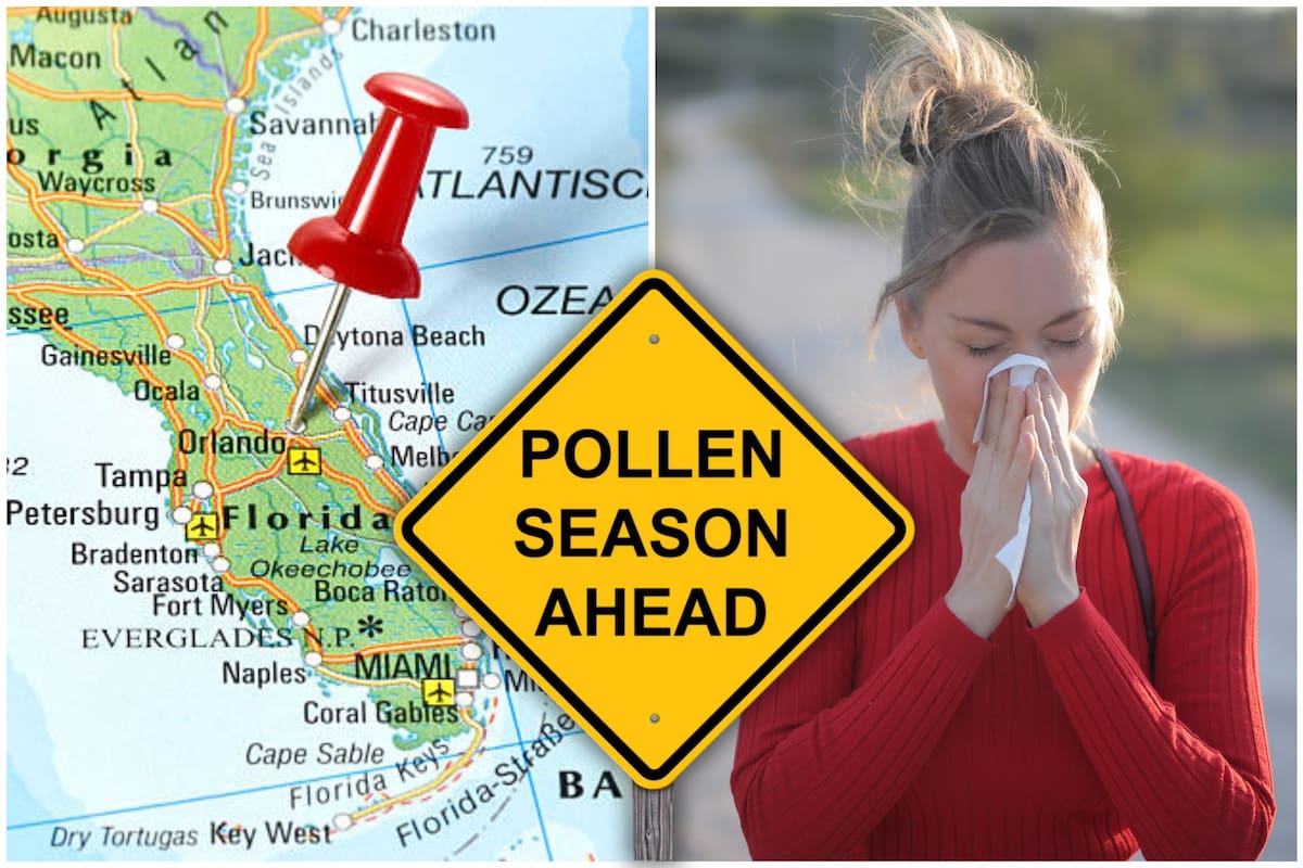 Temporada de polen en Florida con niveles altos registrados en varias ciudades