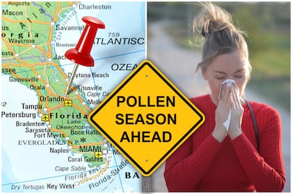 Temporada de polen en Florida con niveles altos registrados en varias ciudades