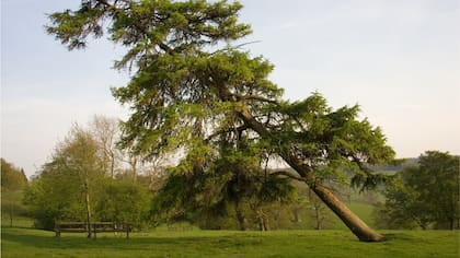 Tendemos a no pensar en la gravedad porque nos parece natural esa idea de que una piedra tirada cae, o que una fruta que no se toma del arbol también