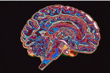 ¿Tendemos naturalmente los seres humanos a la corrupción? Lo que dice la neurociencia.