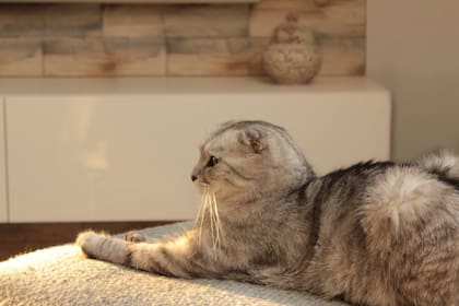 Tener mascotas en casa puede causar alergias (Foto Pexels)