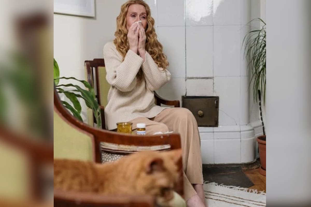 Tener mascotas puede causar alergias, ¿cuál es la solución? (Foto Pexels)