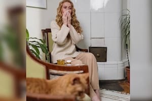 Tener mascotas puede causar alergias, ¿cuál es la solución? (Foto Pexels)