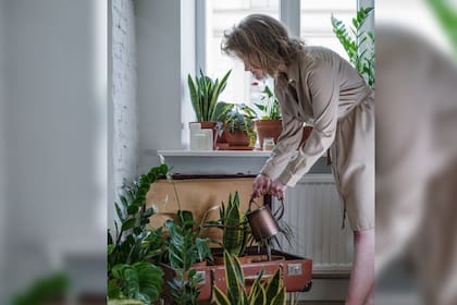 Tener plantas ayuda a combatir los síntomas de la menopausia (Foto Pexels)