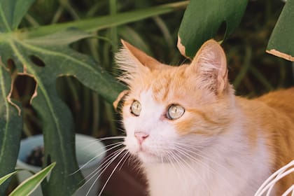 Tener un gato como mascota requiere tener en cuenta ciertos cuidados con el entorno (Foto: Freepik)