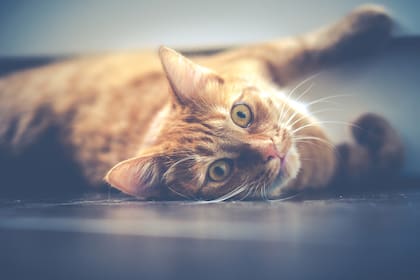 Con el amor por los gatos también crece el merchandising: desde peluches hasta piedritas con olor a lavanda