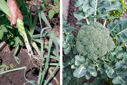 Tener una huerta no solo proporciona alimentos sino que se aprenden a respetar los ciclos de la naturaleza observando el momento óptimo de cosecha