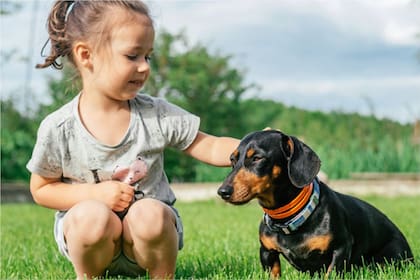 Tener una mascota implica adaptarse a sus necesidades y garantizar un entorno seguro y amoroso