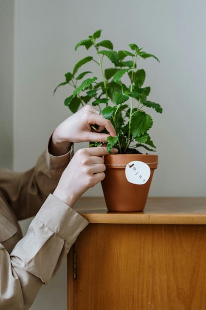 Tener una planta de menta dentro del hogar es buena para las personas que tienen alergia, ya que mitiga los efectos de los alérgenos