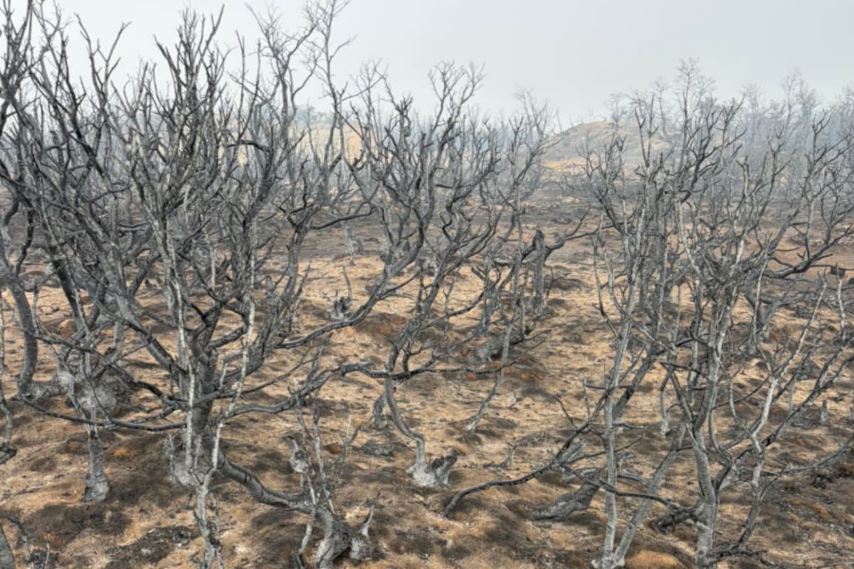 “Tengo 67 años y no recuerdo en el campo nuestro haber tenido un incendio de esta magnitud”, cuenta Juan Goya a LA NACION.
