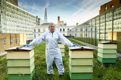 “Tengo la responsabilidad como apicultor urbano de criar abejas tranquilas”, dice Dale Gibson