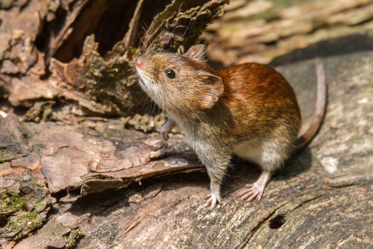 Tenía 34 años y era de la localidad de Castelli