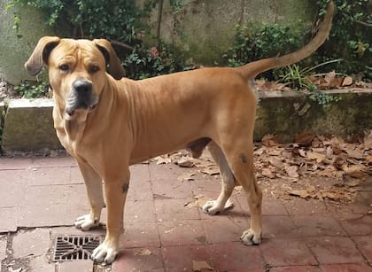 Teo es un fila brasilero que se alimentó desde cachorro con un balanceado 100% vegetal