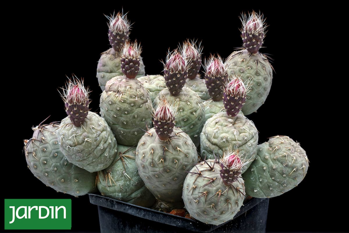 Tephrocactus geometricus, un pequeño arbusto de formas globosas que parecen piezas sueltas