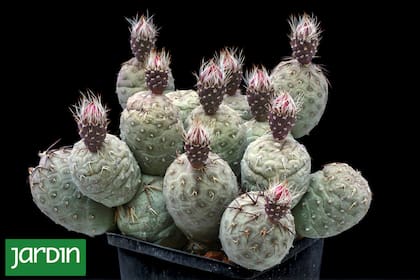 Tephrocactus geometricus, un pequeño arbusto de formas globosas que parecen piezas sueltas