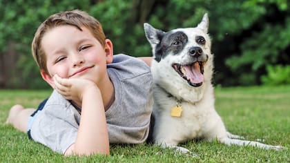 Terapias alternativas para mascotas: psicología, reiki, acupuntura y homeopatía